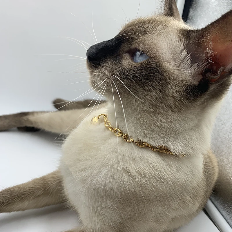 Gold Heart Charm Pet Necklace - Image 3
