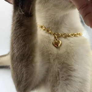 Cream-coated dog wearing a gold heart pendant