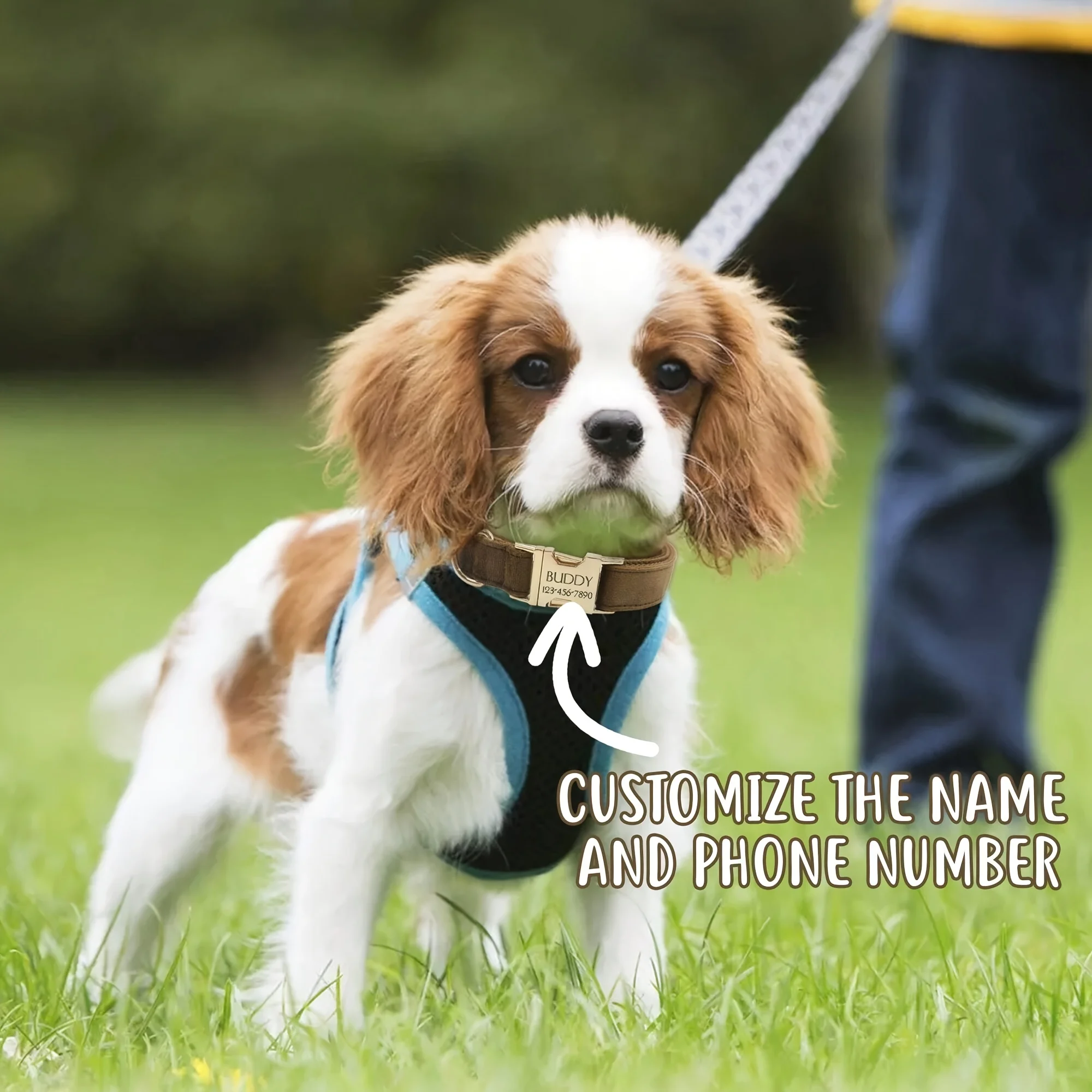 Personalized Velvet Dog Collar with Engraved ID Plate - Image 5
