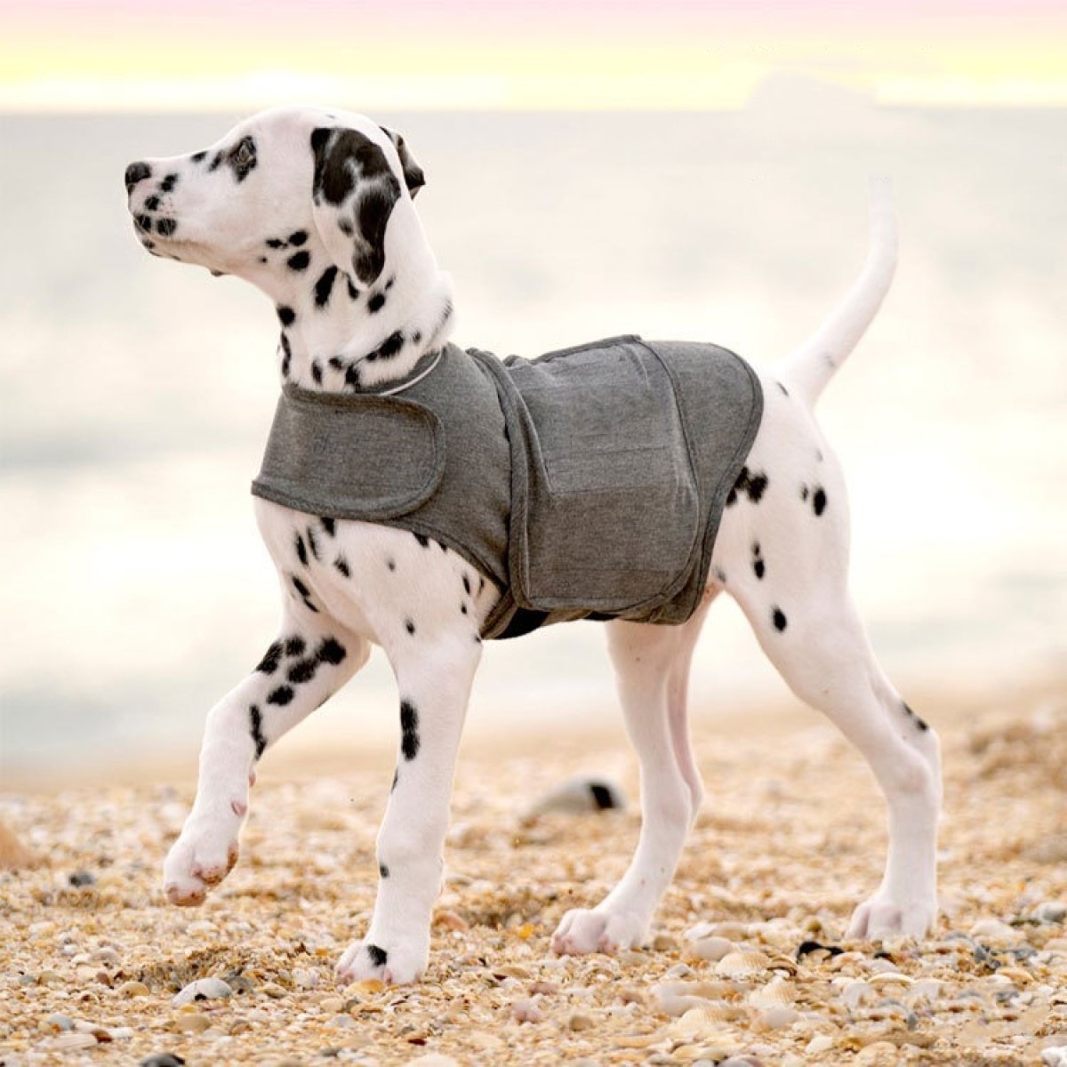 Cream-coated dog wearing a gold heart pendant